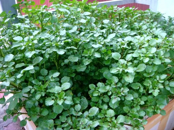 Top 8 thảo dược giúp ngăn ngừa suy giãn tĩnh mạch