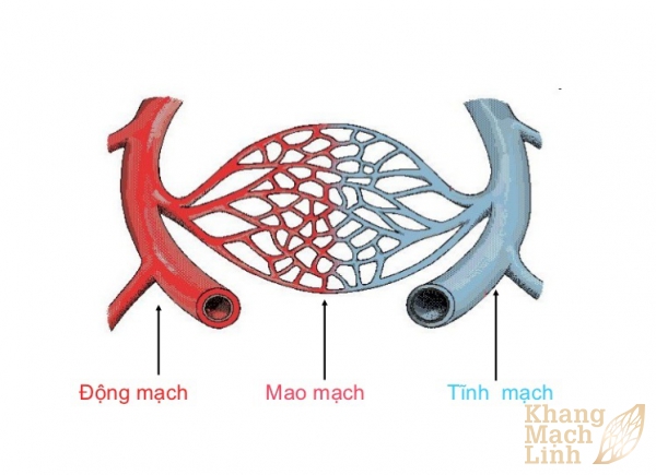 Phân biệt về động mạch, tĩnh mạch, mao mạch
